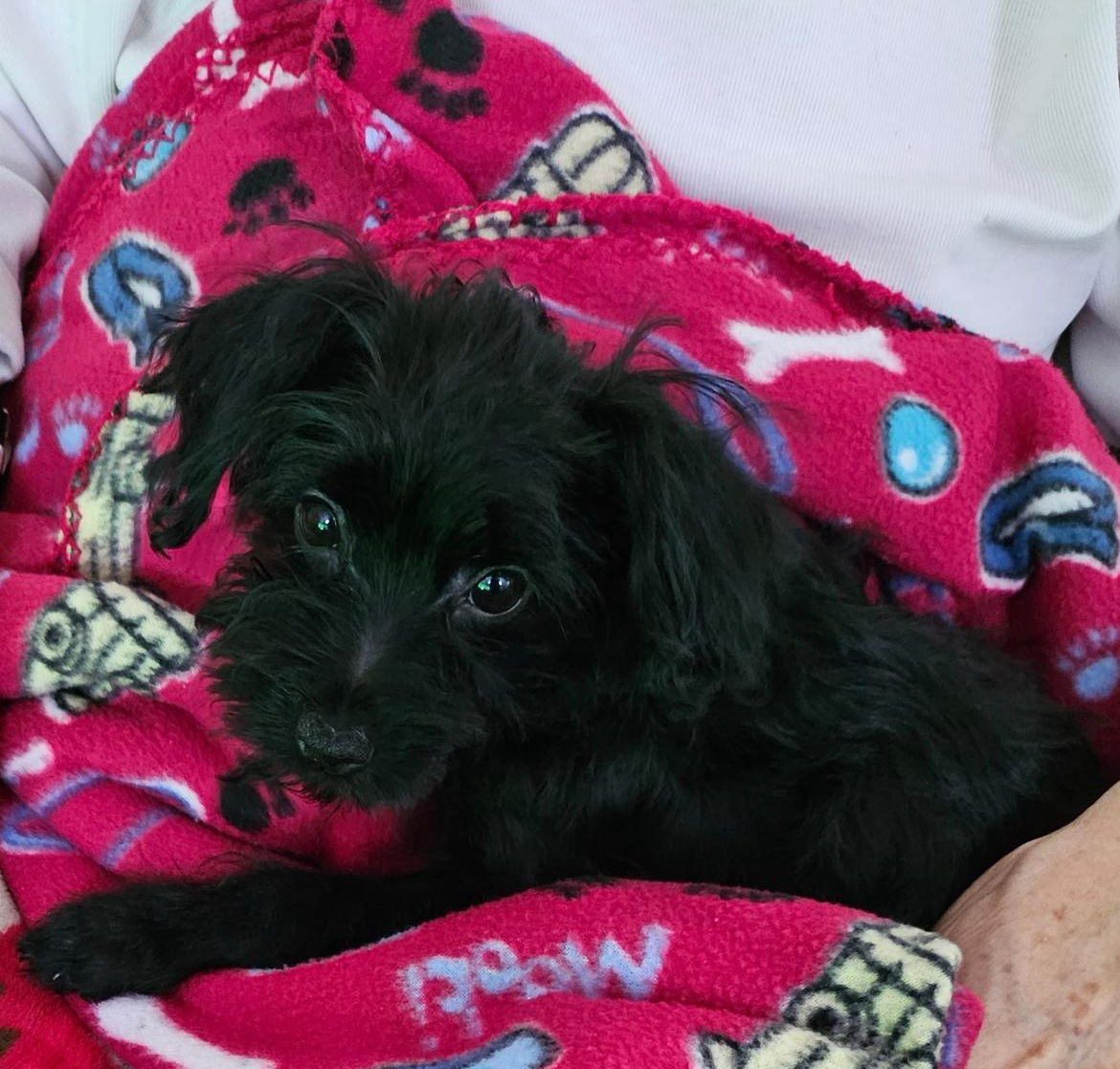 Oreo teacup Yorkie poo