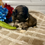Thumbnail: AKC knuckles male shih tzu