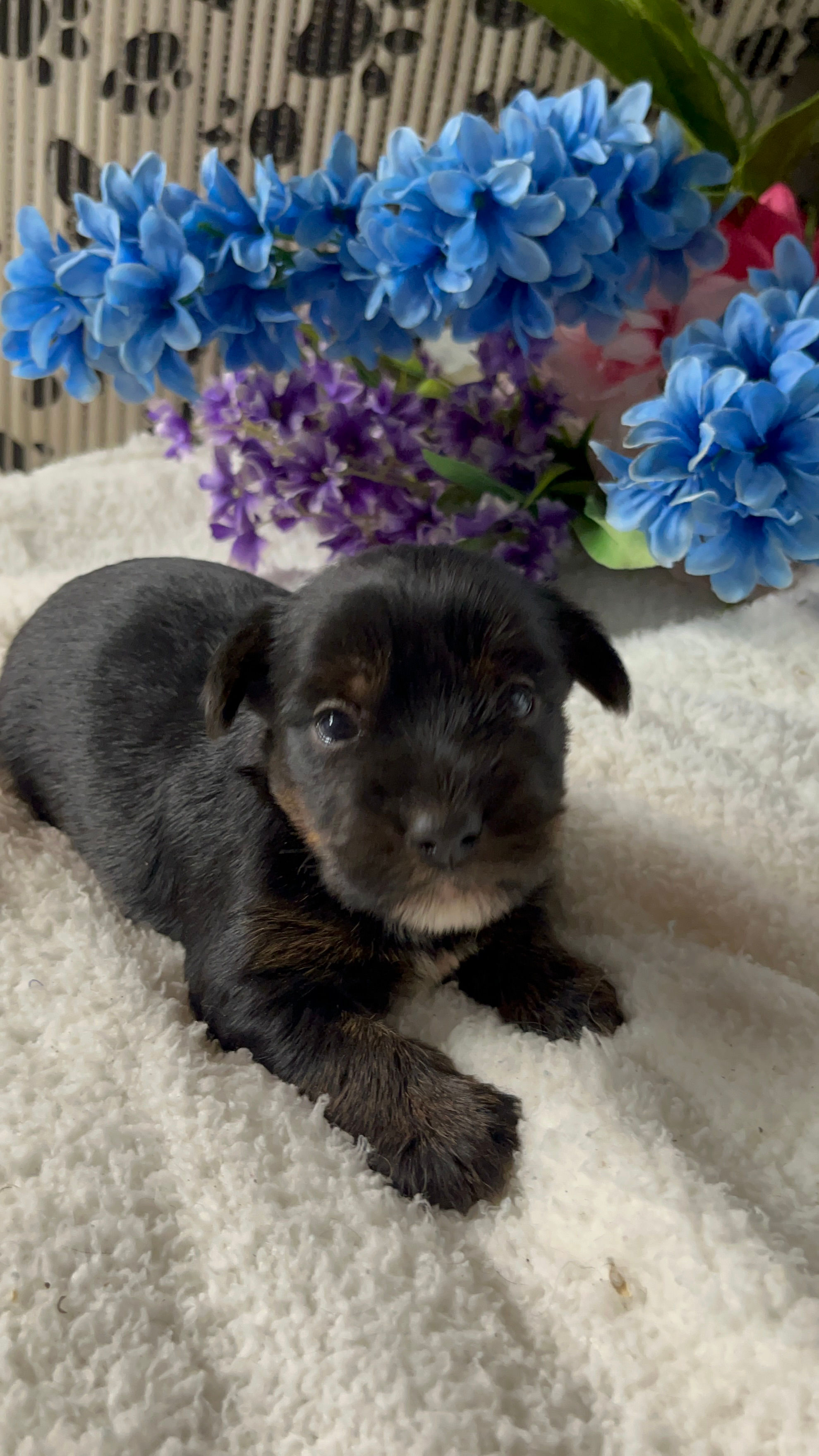 AKC Crusoe black and tan parti Yorkie