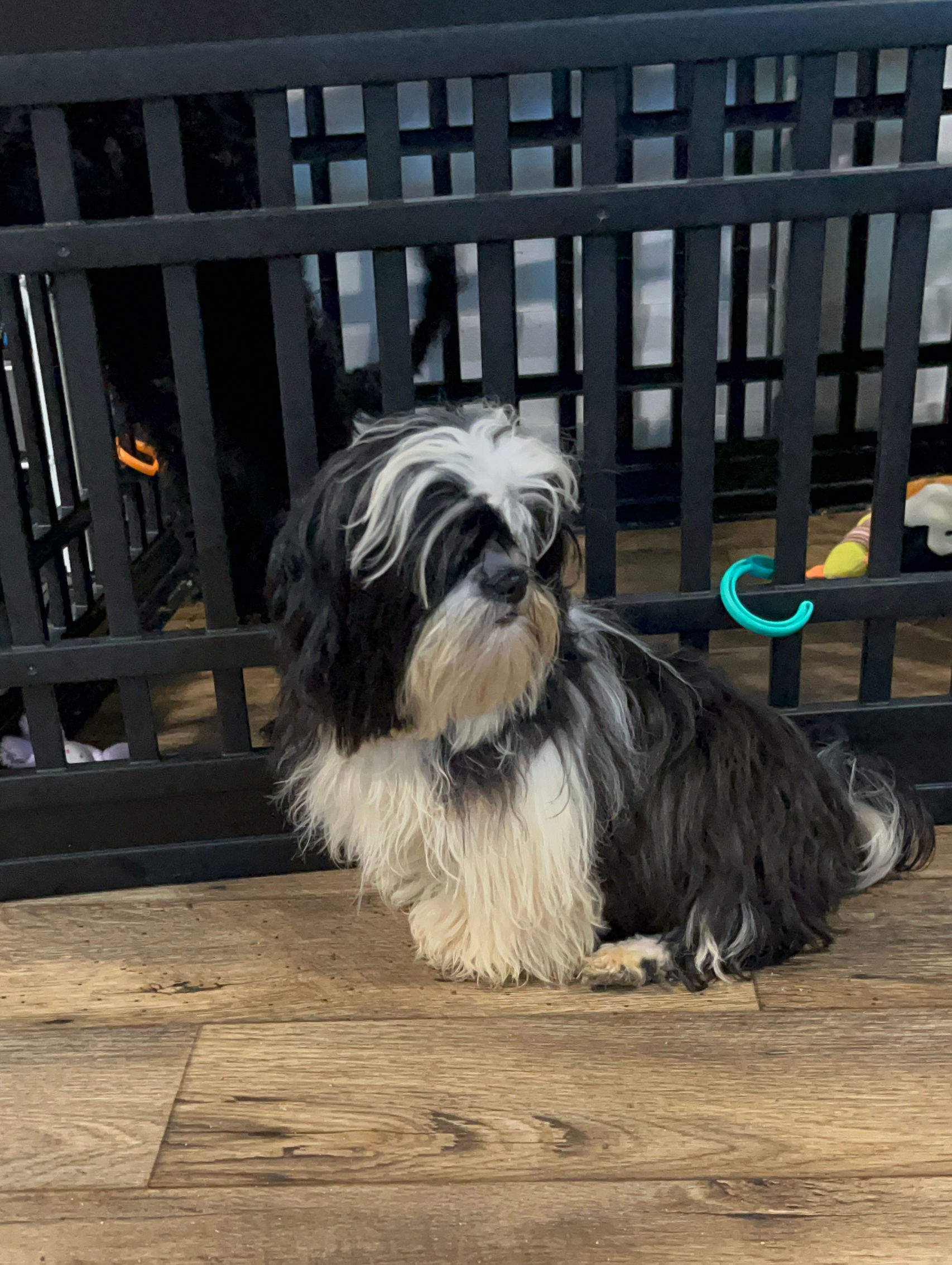 AKC Kash shih tzu