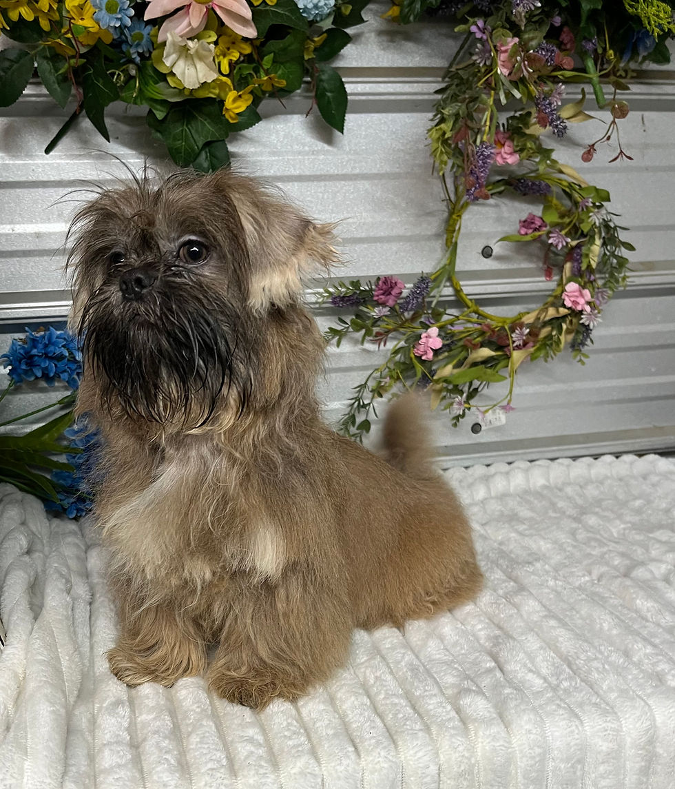 Thumbnail: Knuckles blue male shih tzu