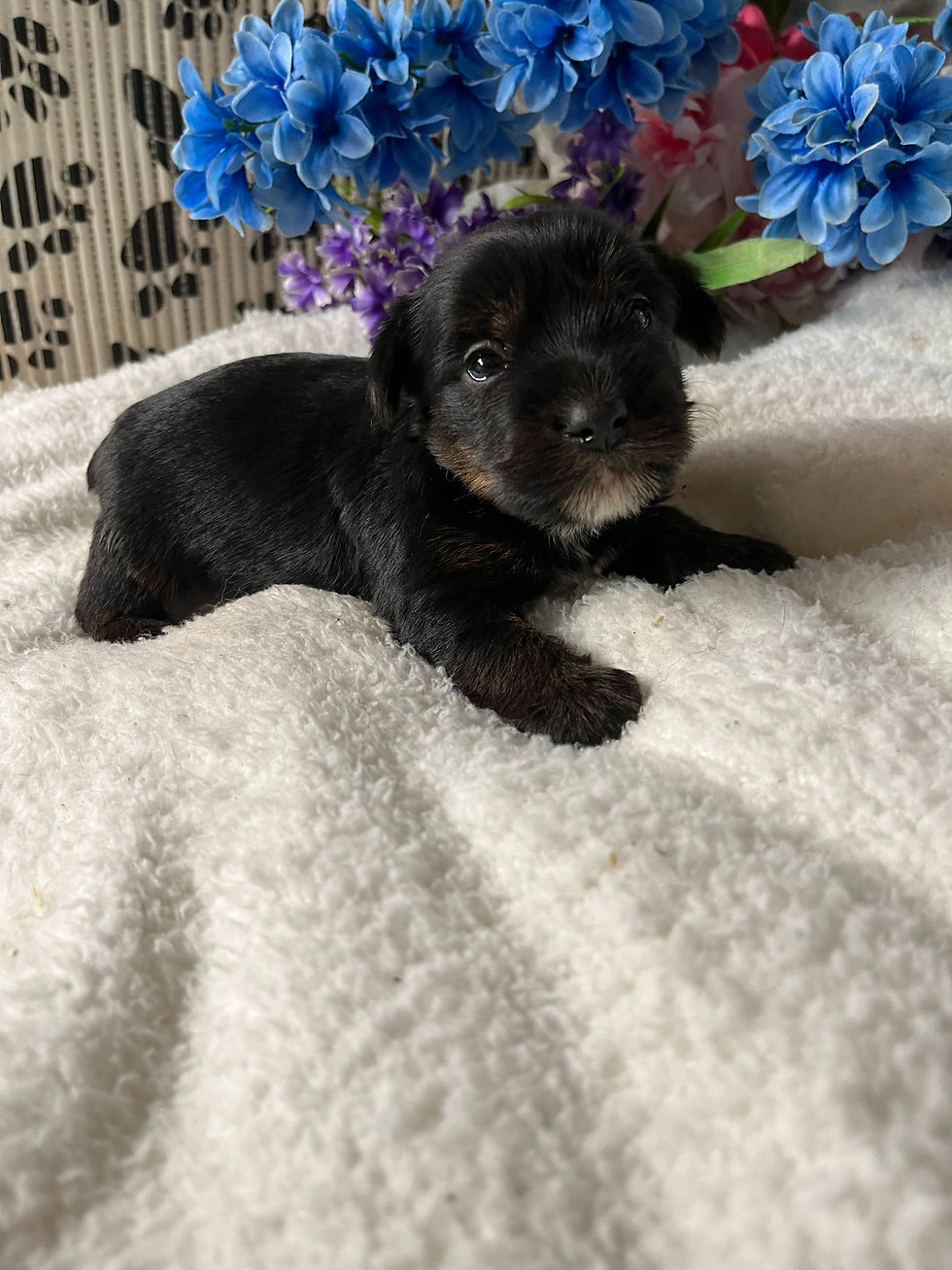 Thumbnail: Crusoe black and tan parti Yorkie 