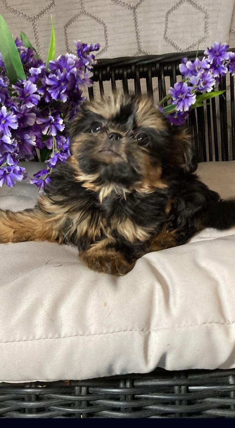 Dobie female shih tzu are here