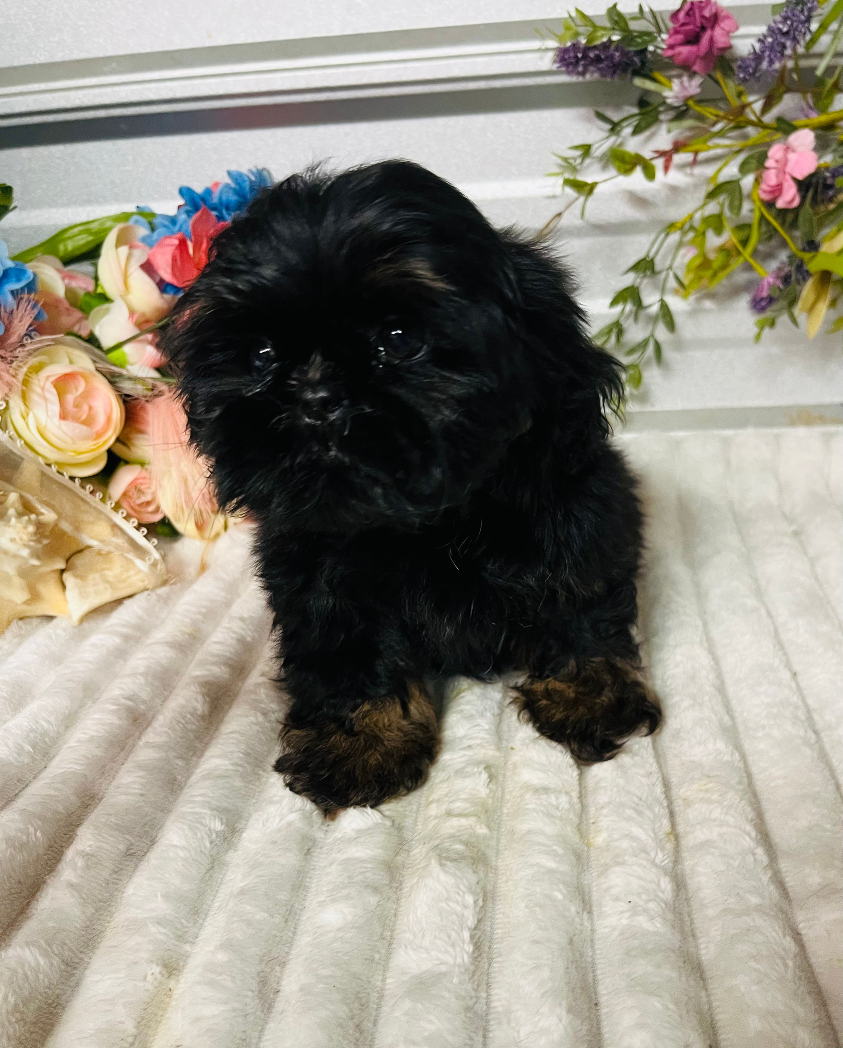 AKC Duke