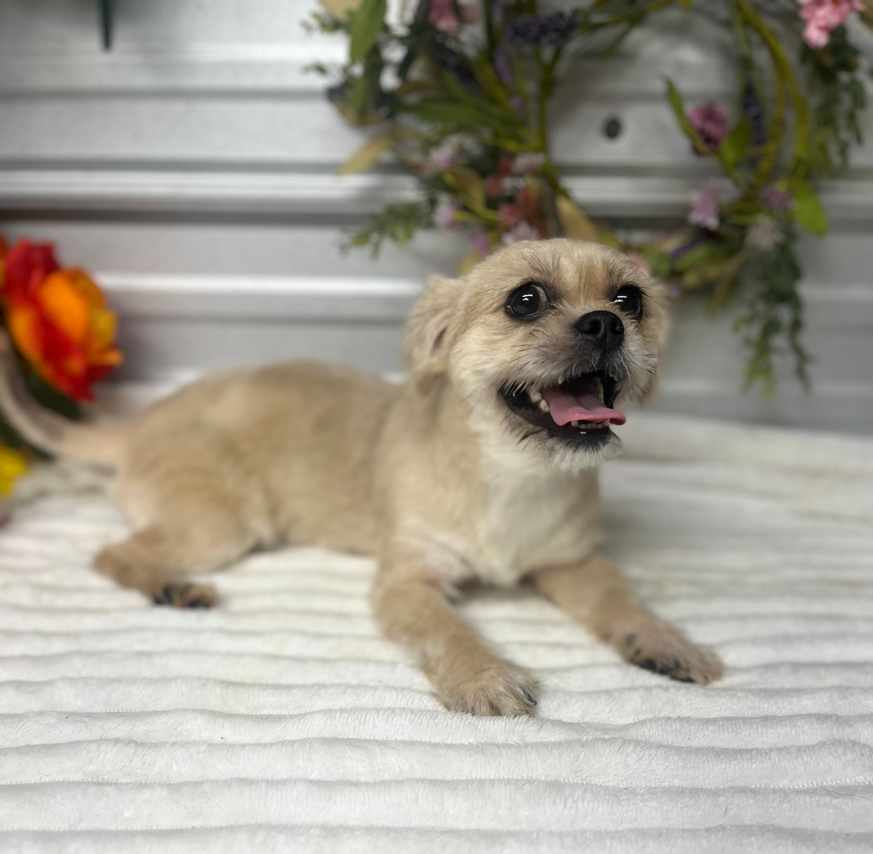 Sophia - gold female Yorkie Pekingese mix
