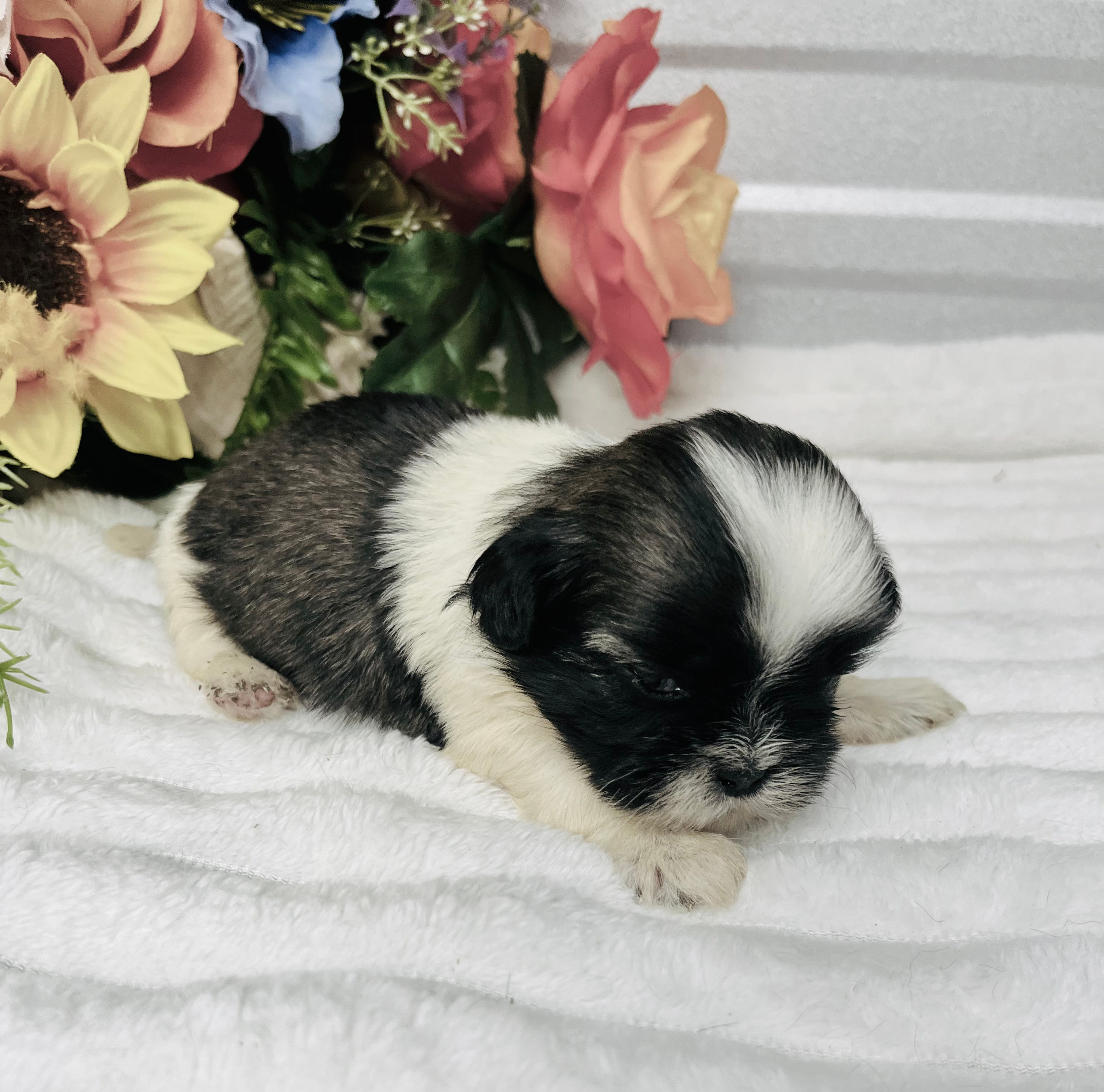 Rayna tri color shih tzu female