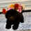 Thumbnail: AKC Tessa  small toy  Poodle female 