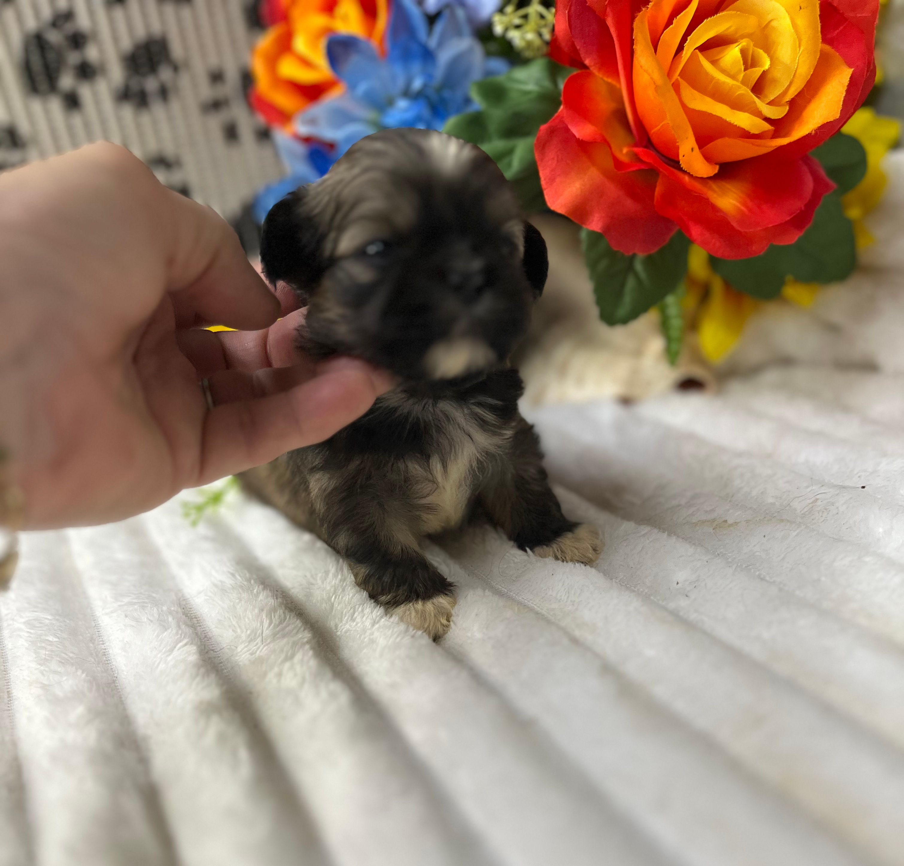 Brindle with white accent’s shih tzu male