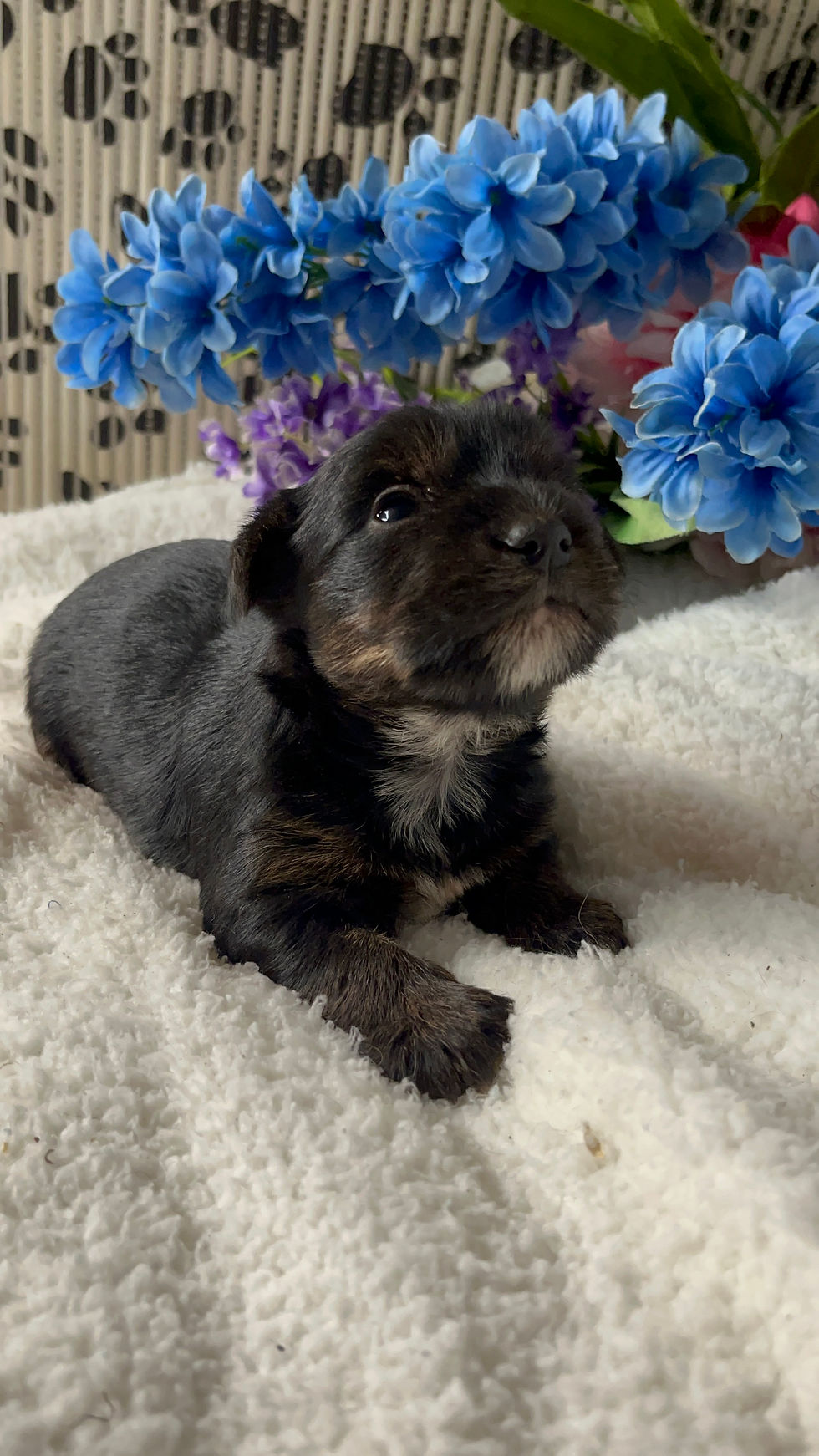 Thumbnail: Crusoe black and tan parti Yorkie 