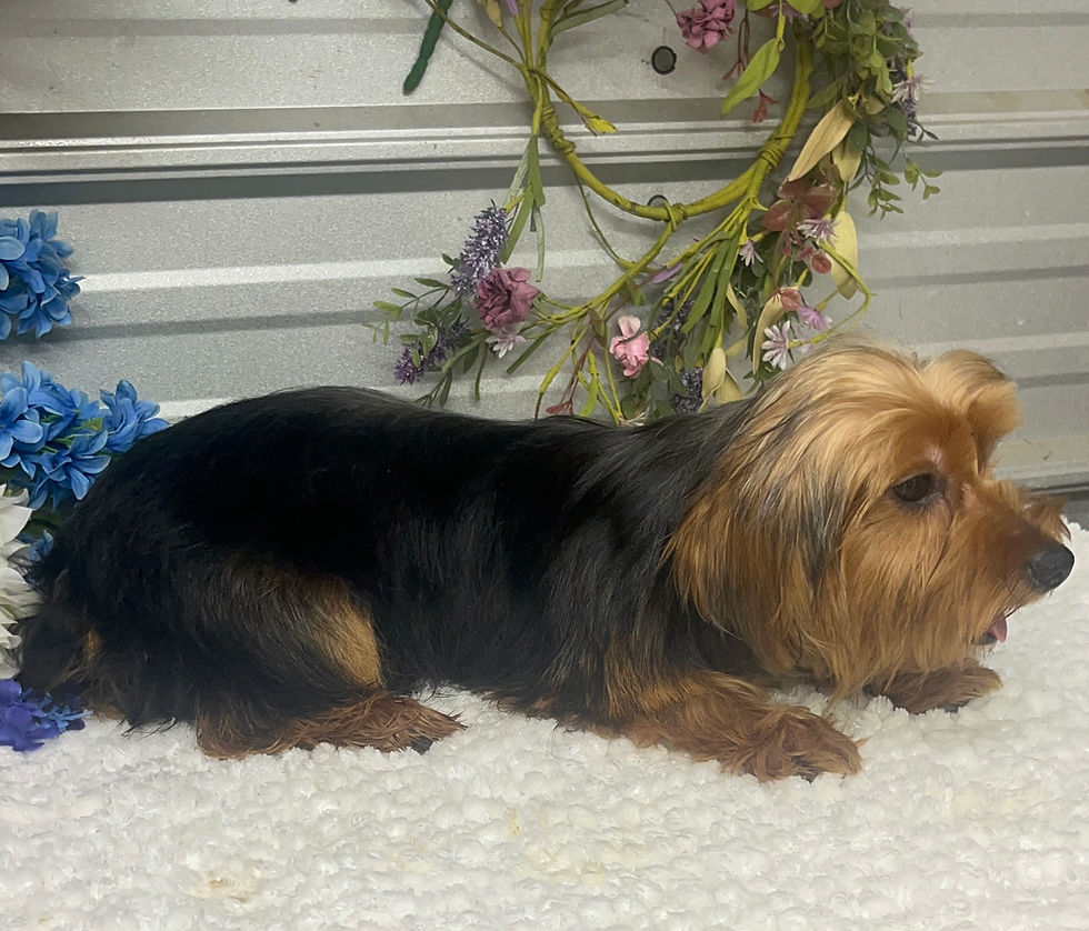 Thumbnail: Colby male Yorkie