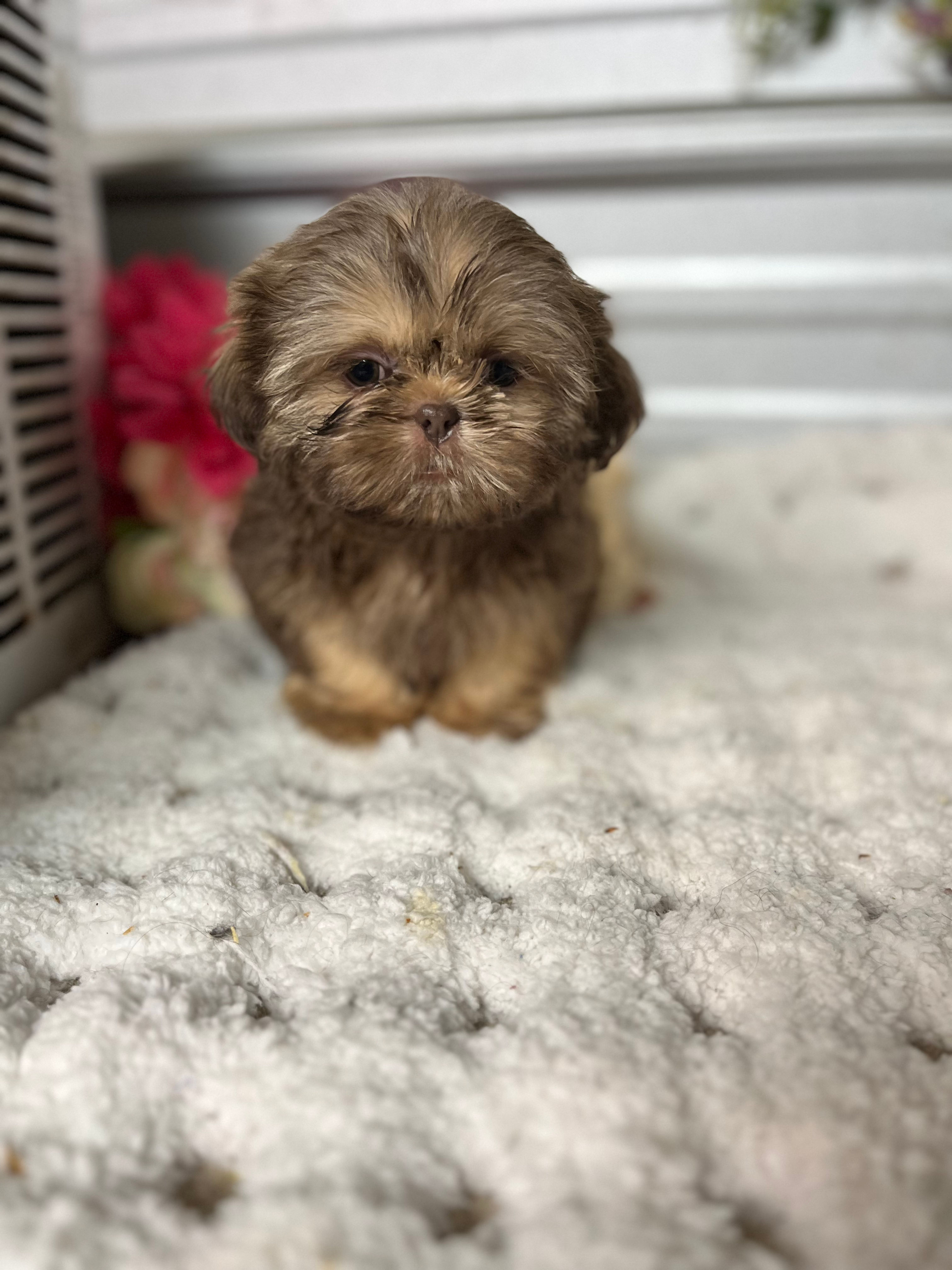 AKC Piper shih tzu girl.