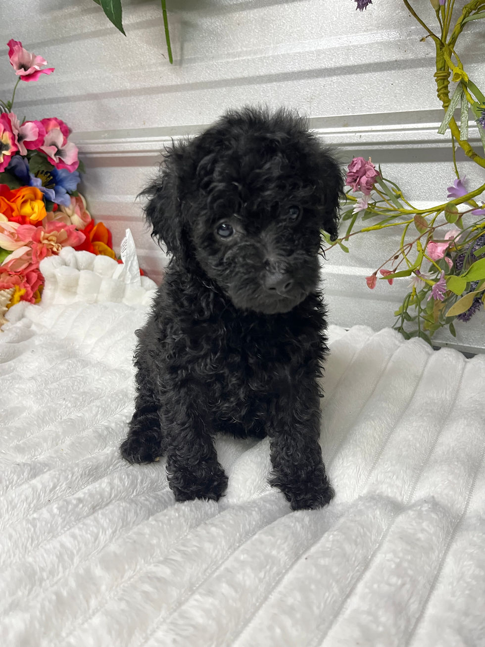 Thumbnail: black miniature female Poodles 