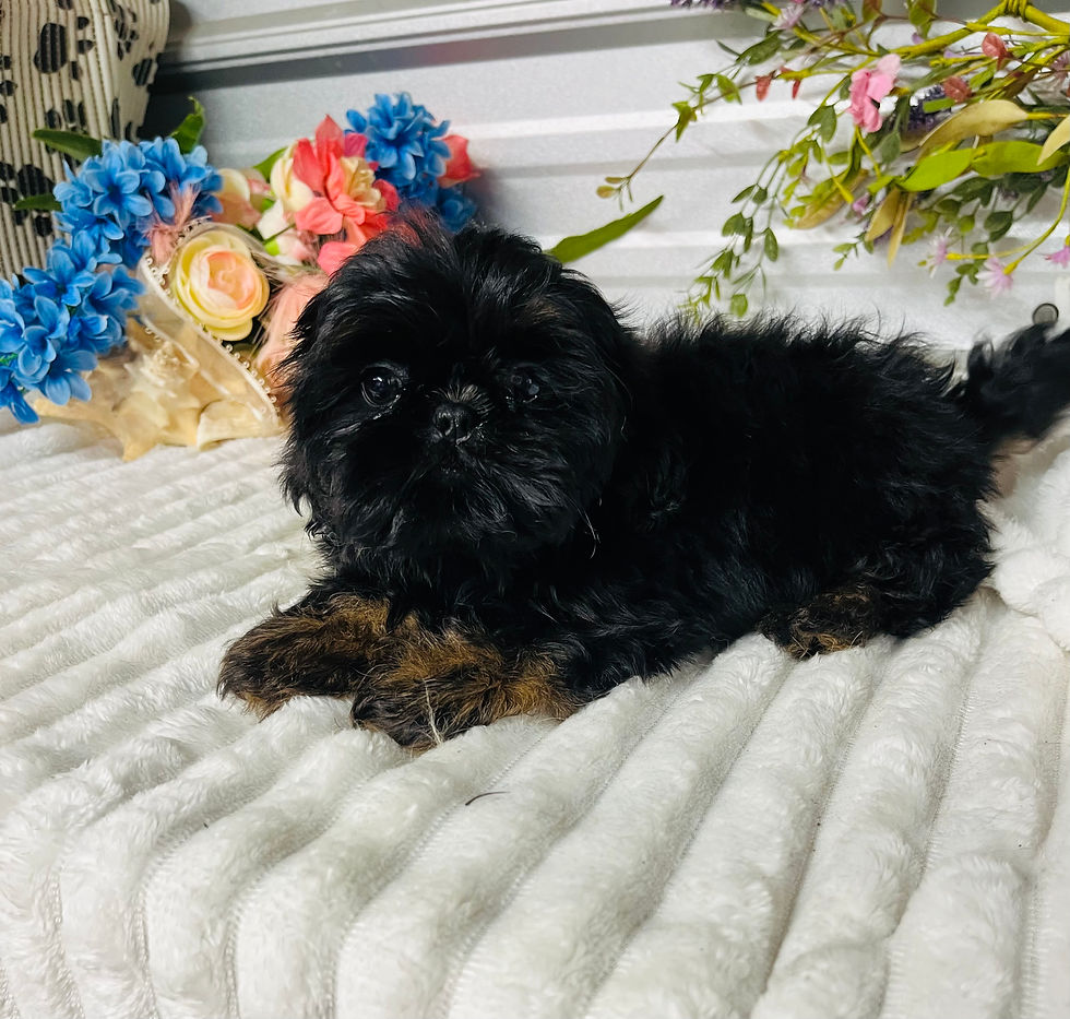 Thumbnail: Dobie black and tan male  shih tzu 