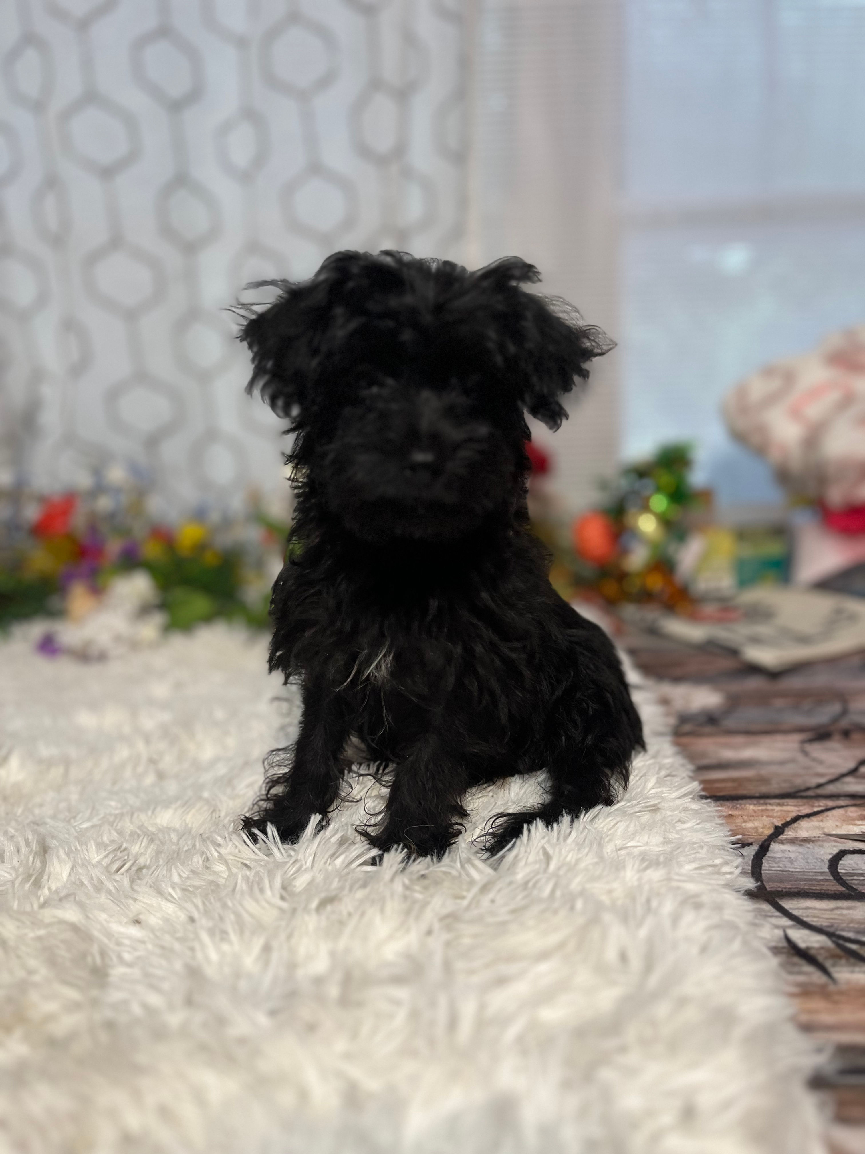 Yorkiepoo