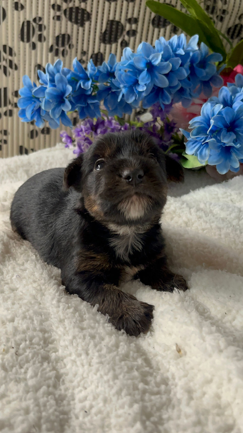 Thumbnail: Crusoe black and tan parti Yorkie 
