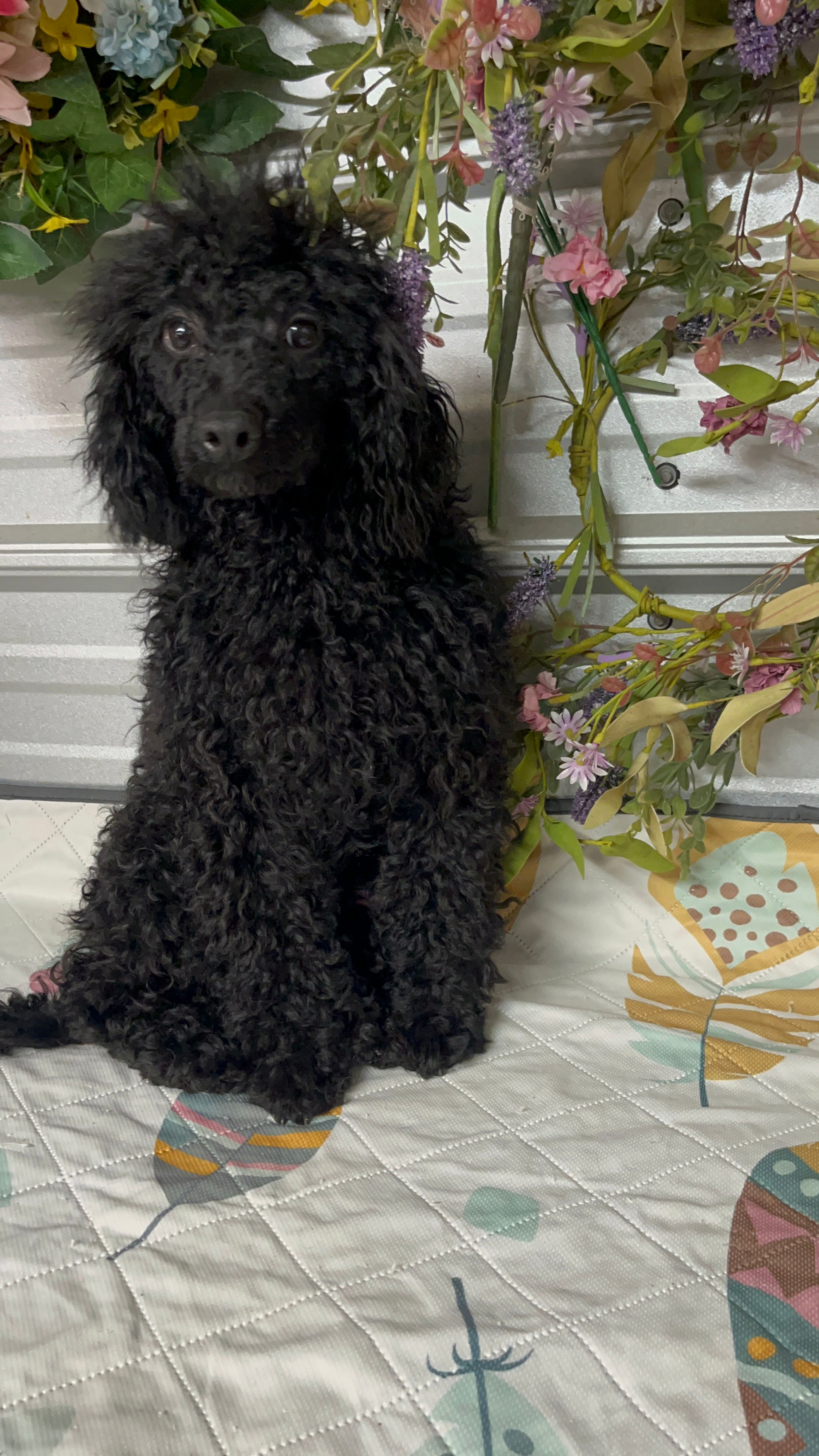 Cayce miniature black male poodle