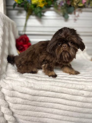 AKC knuckles male shih tzu | Silver Bells
