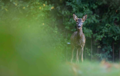 310A8646-Avec accentuation-Bruit.jpg