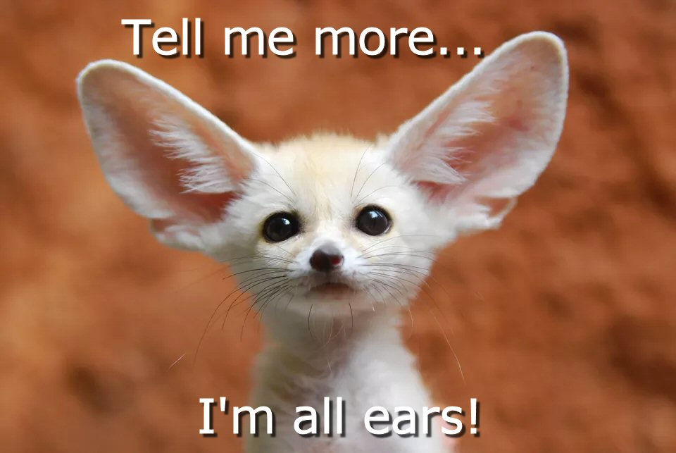 animal listening with big ears