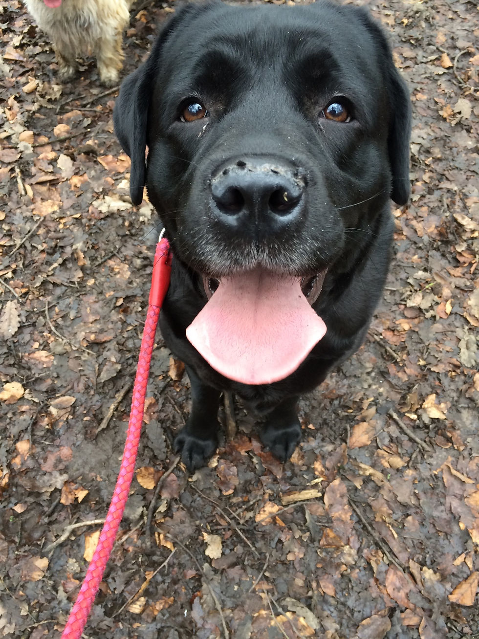 dog walking harborne