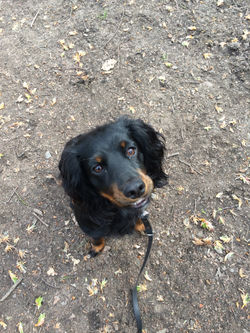pet walking, halesowen, hagley