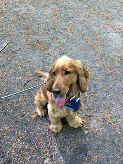 pet sitting harbourne