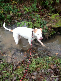 dog walkers halesowen