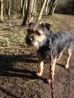 pet sitting halesowen