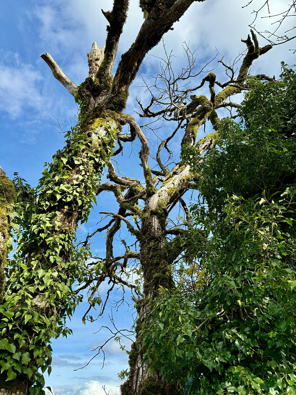 Arbre majestueux couvert de mousse et de lierre, symbolisant la résilience et la beauté du cycle de la vie, invitant à une réflexion sur l'importance de changer notre vision de la fin de vie sous un ciel bleu parsemé de nuages.