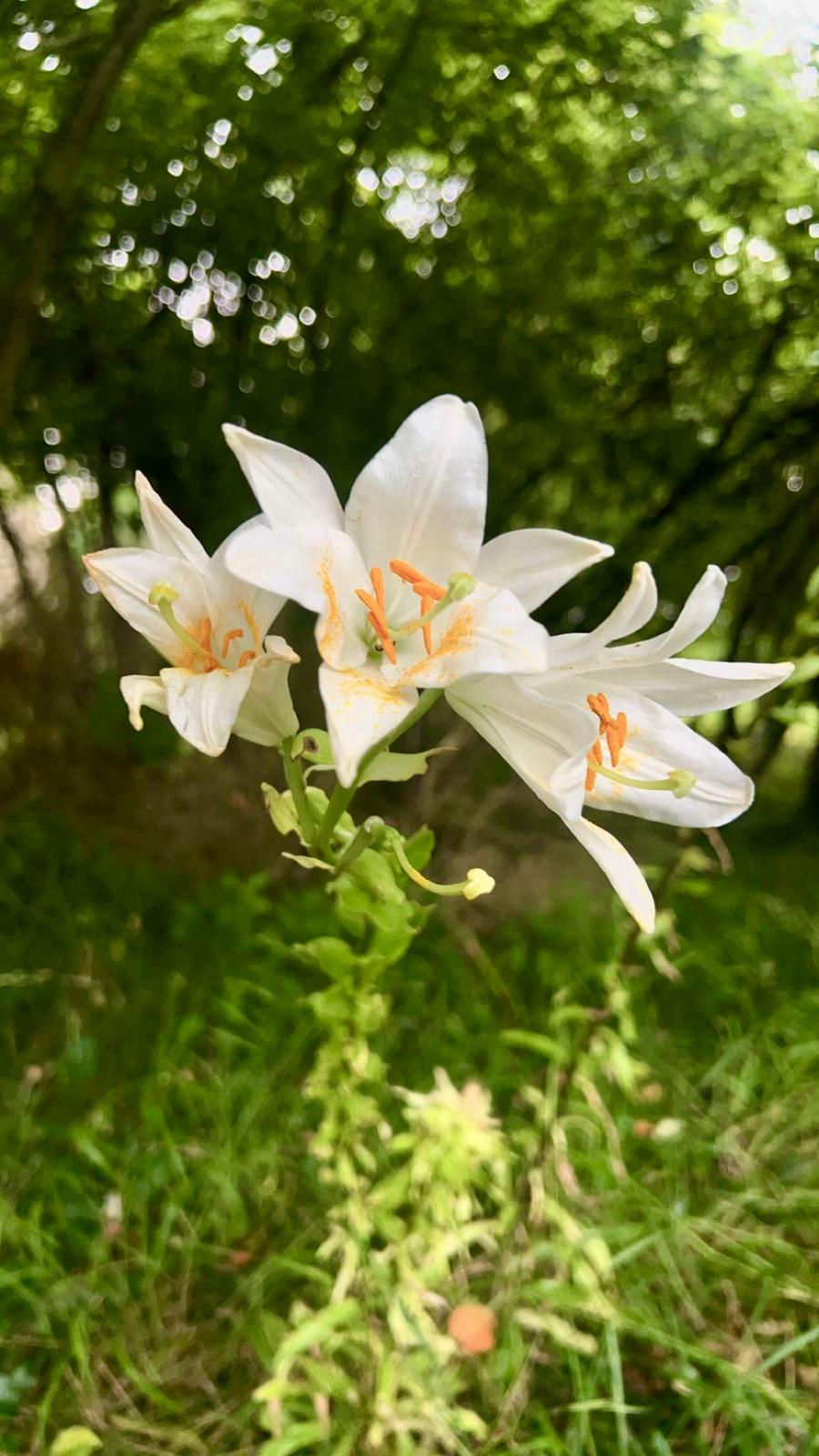 Photographie en milieu naturel de trois fleurs de lys blanc épanouies sur une tige verdoyante. Les pétales d'un blanc pur contrastent avec les anthères orange vif chargées de pollen. L'arrière-plan présente un jardin verdoyant et boisé, baigné d'une lumière douce qui crée un effet de bokeh circulaire à travers le feuillage des arbres.