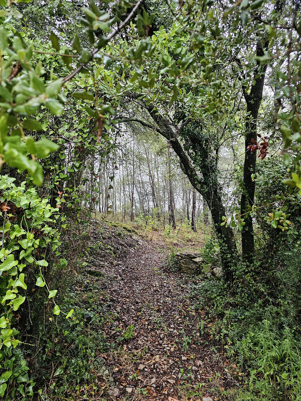 Photo d'une forêt aux couleurs de l'automne. Les arbres du premier plan forment un passage, une porte. Un chemin de feuilles mortes à peine visible montre néanmoins le sentier à suivre. Les feuilles sont vert clair et jaunâtres. A droite, des troncs marrons très foncés invitent à la perspective. Au fond des rangées d'arbres dont la grosseurs des troncs témoignent de leur éloignement. Entre les troncs et les feuillages on devine le ciel gris clair presque blanc.