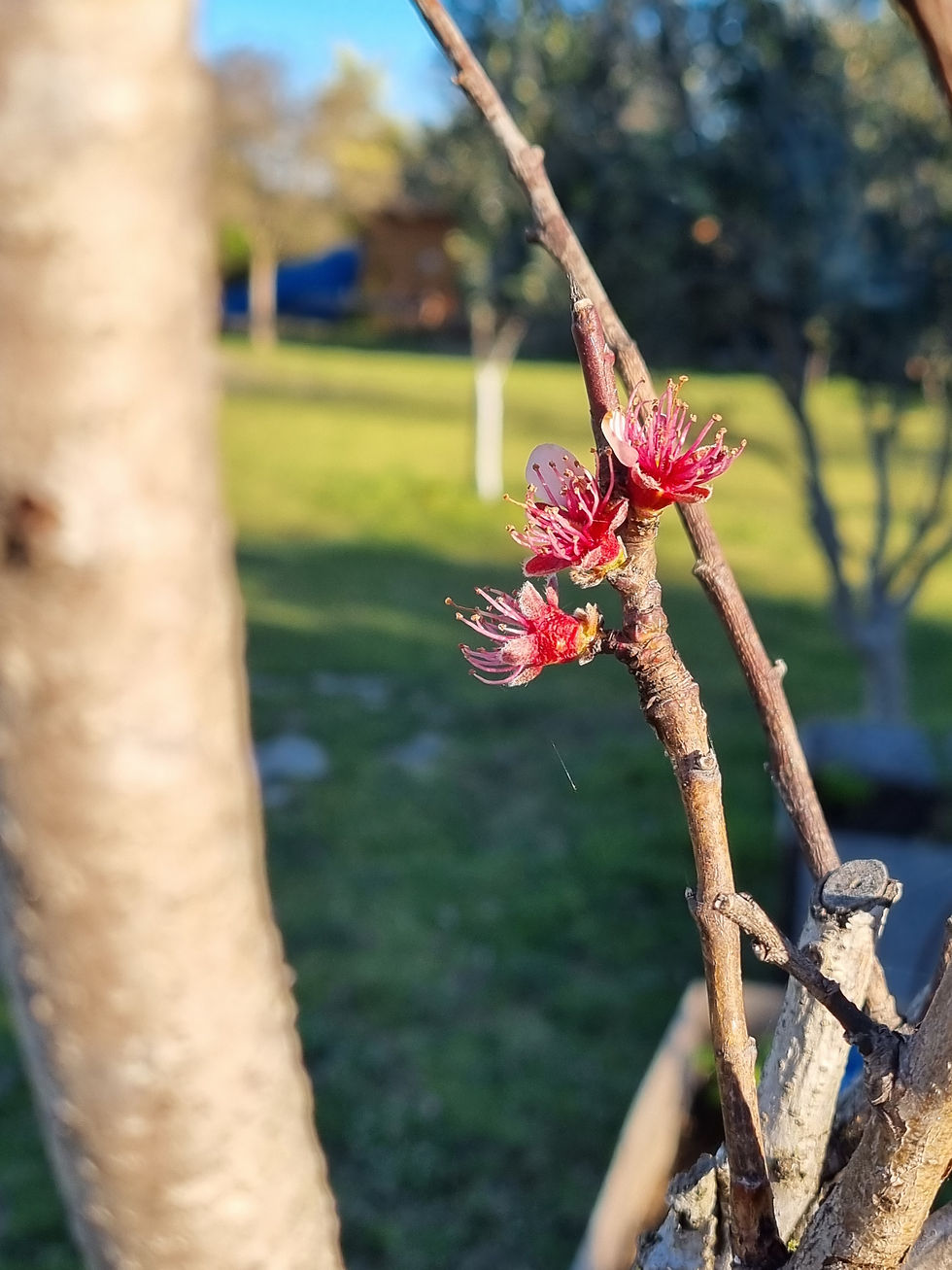 Les fleurs d'un cerisier apparaissent, blanc et rose, sur une branche sans feuille. En fond, pelouse et autres arbres flous. Au premier plan, à gauche, tronc
