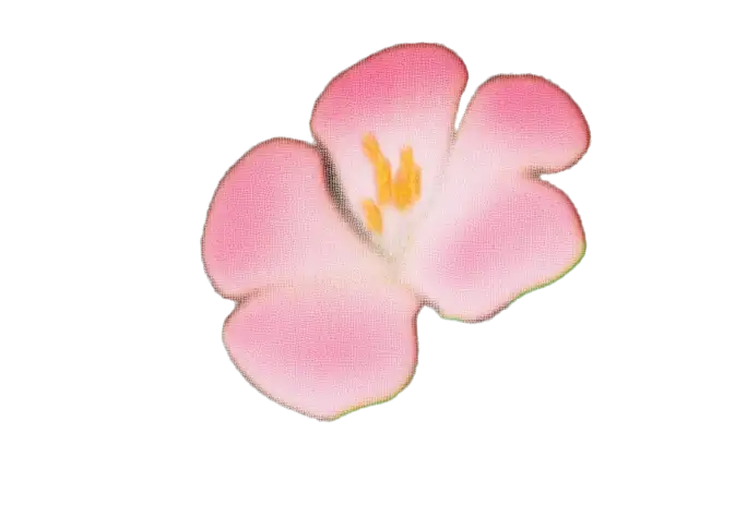FLOR1-compress.webp