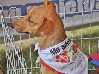 Neste sábado ONG promove adoção de animais em Mogi e Suzano