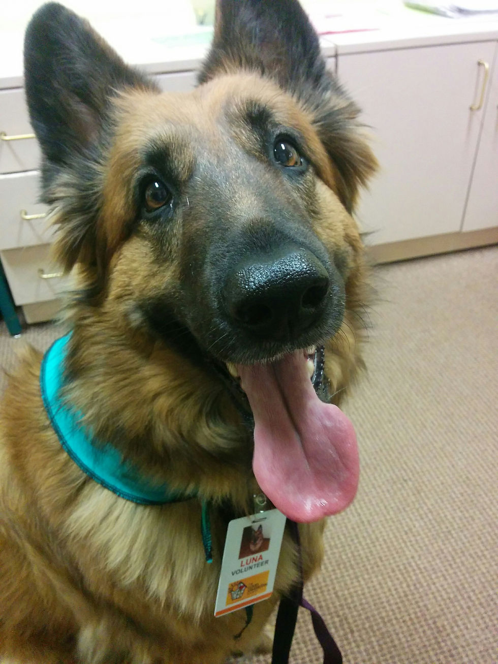 Luna getting ready for her volunteer shift of pet therapy.