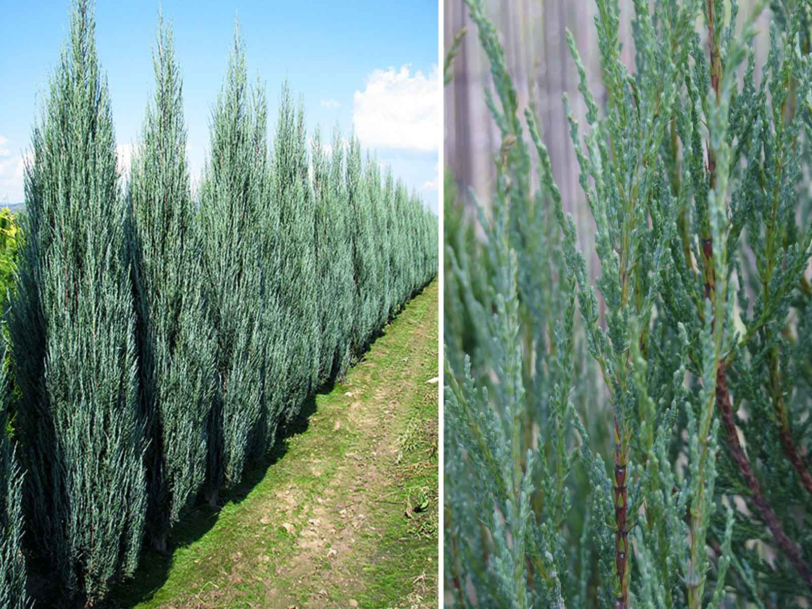 Blue Arrow Juniper / Virginia Juniper / Rocky Mountain (Juniperus Scopulorum)