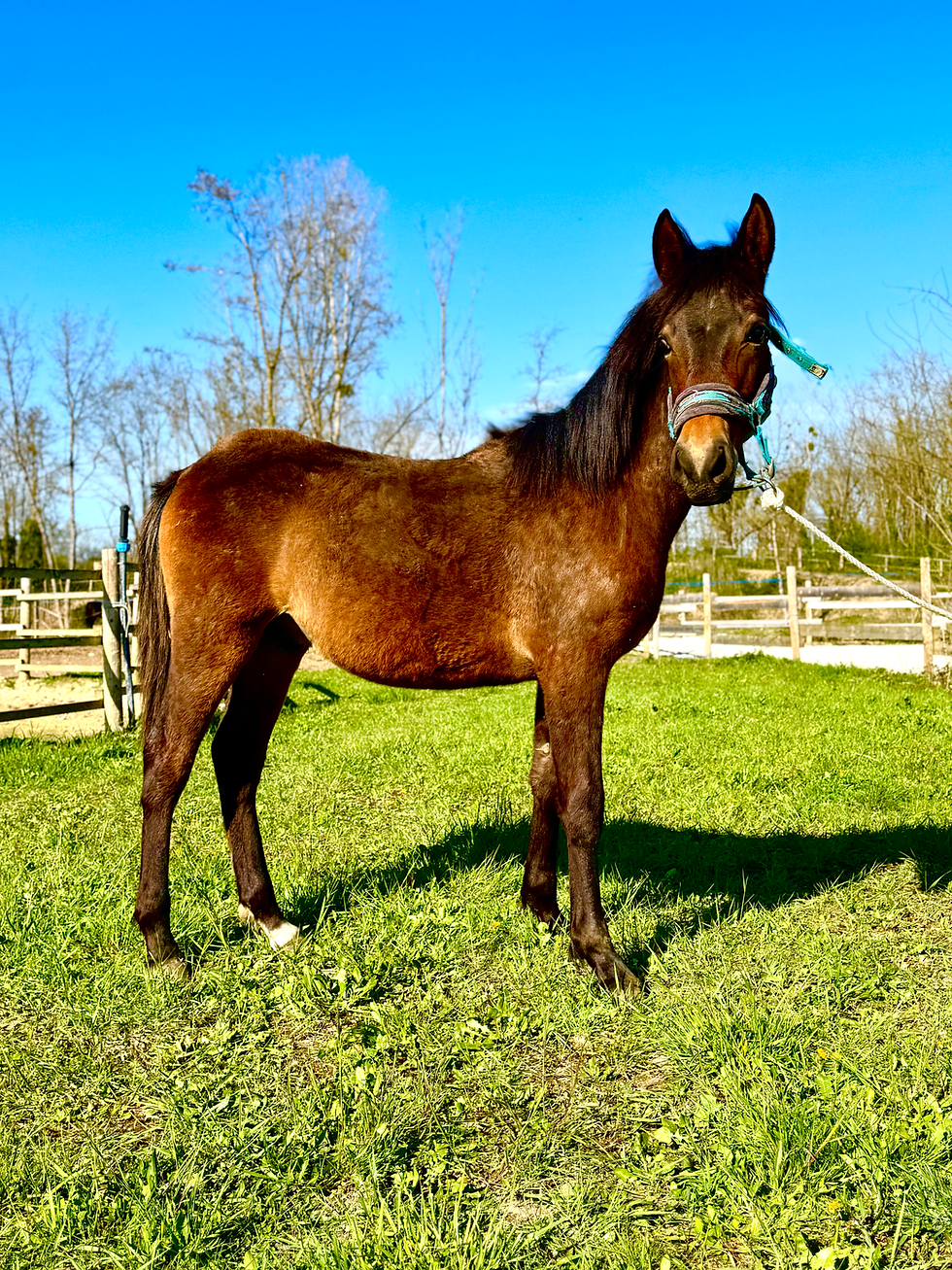 Miniature : Oslo Du Prestige - Poulain OC Espagnol x Bulgare