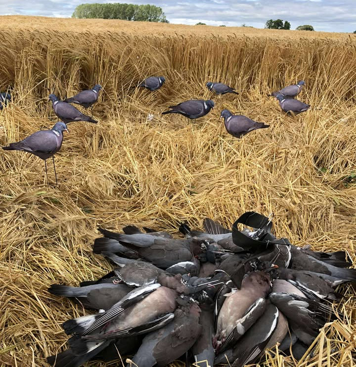 Thumbnail: pigeon silhouette decoys x12 pre order only