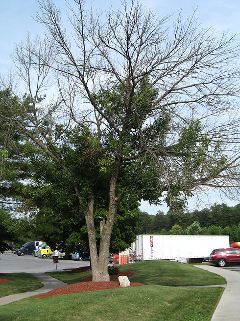 FIRST Dead Ash Tree-TDF.JPG