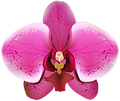 orqui.png