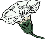 19-199446_1-flor-de-enredadera-dibujo-clipart.png
