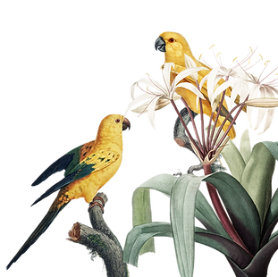 bird-4449891.png
