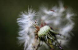 macro brooklyn
