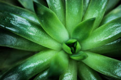 macro brooklyn 2