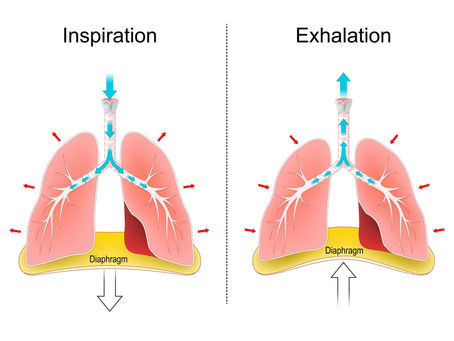 Breathing - Diaphragmatic