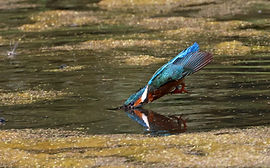 Kingfisher