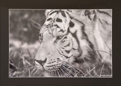 Tigre blanc.jpg