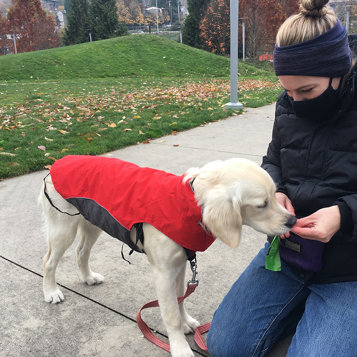 Woman in a black jacket kneeling on the ground in a park, and giving a treat to a white dog in a red vest