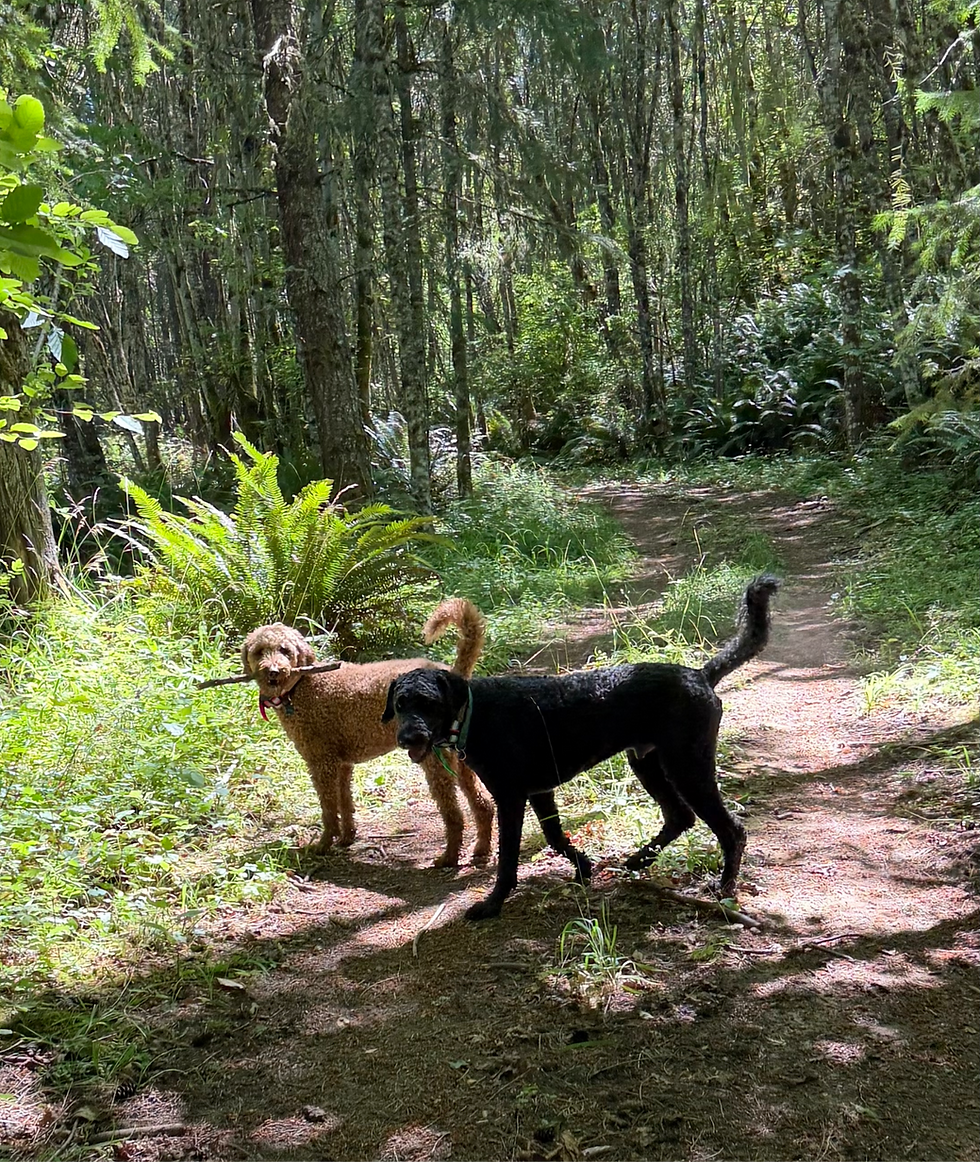 Two off leash dogs, one black and one orange, walking on a sunny forest trail.