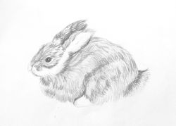 Rabbit in Graphite